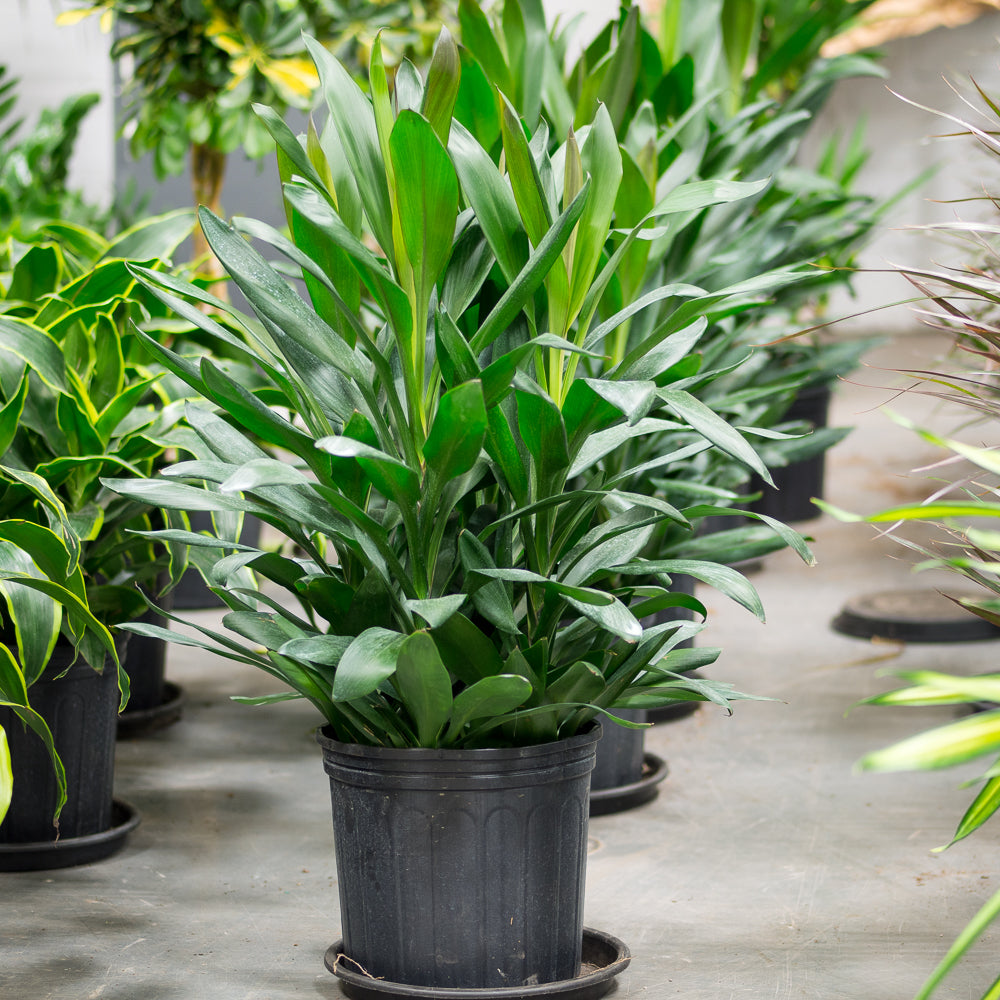 Natural Plants Cordyline Glauca Alphaplantes natural-plants-cordyline-glauca-alphaplantes