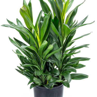 Cordyline Glauca