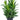 Cordyline Glauca