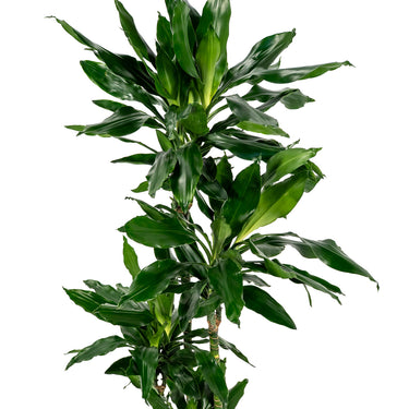 Dracaena Janet Lind - canne