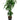 Dracaena Elegance - canne