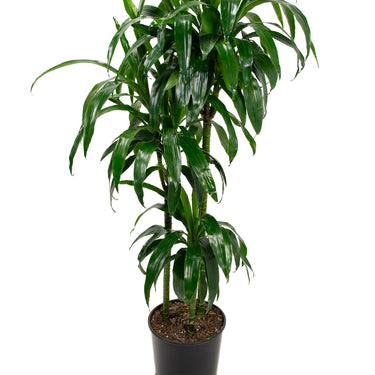 Dracaena Elegance - canne