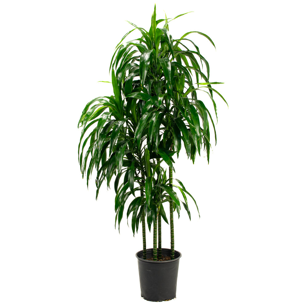 dracaena elegance care Natural plants - Dracaena Elegance - cane