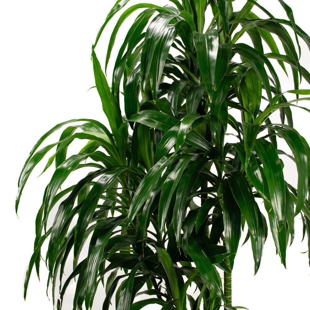 dracaena elegance cane care Natural plants - Dracaena Elegance - cane