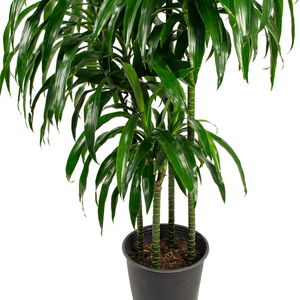 dracaena elegance plant Natural plants - Dracaena Elegance - cane