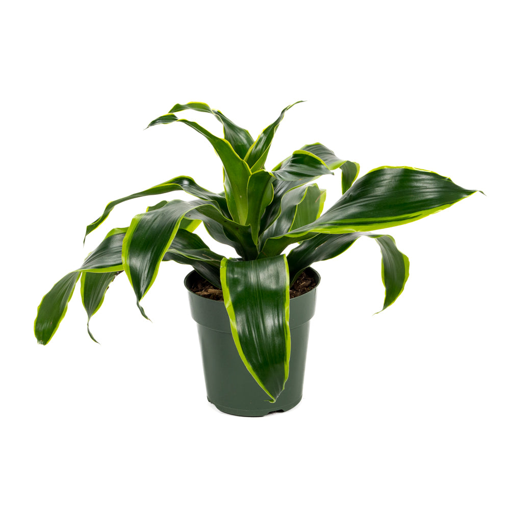 art dracaena Natural plants - Dracaena Art