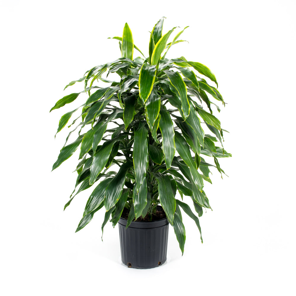 dracaena art plant Natural plants - Dracaena Art