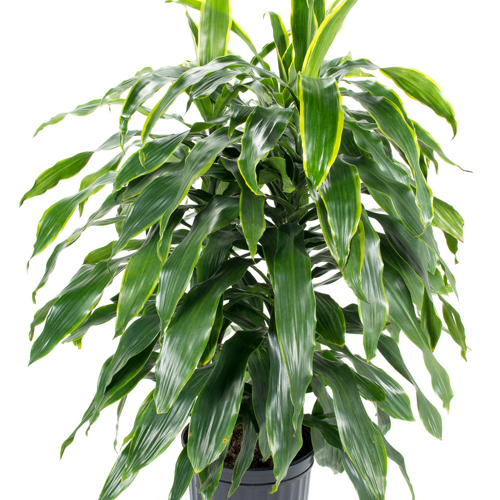 dracaena carmen art Natural plants - Dracaena Art
