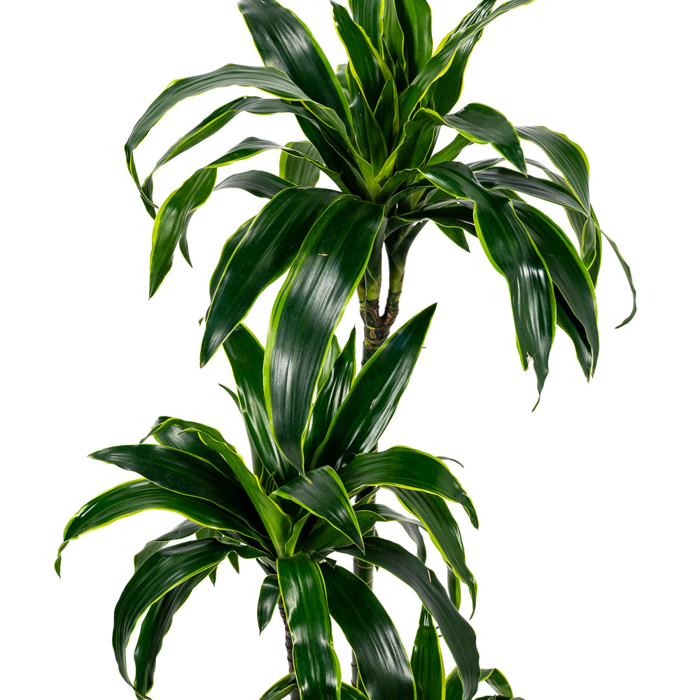 dracaena art cane Natural plants - Dracaena Art cane