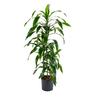 Dracaena Art - Canne