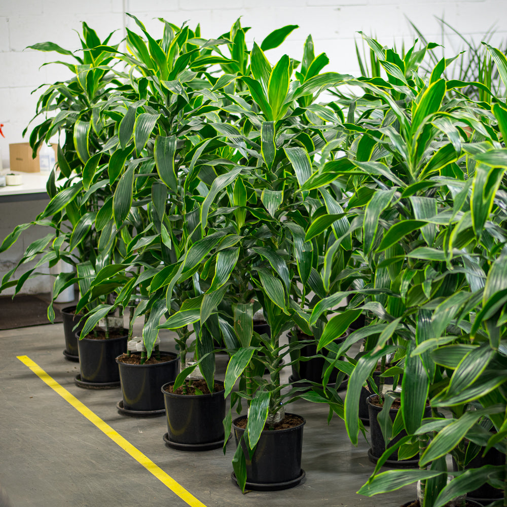 dracaena art Natural plants - Dracaena Art cane