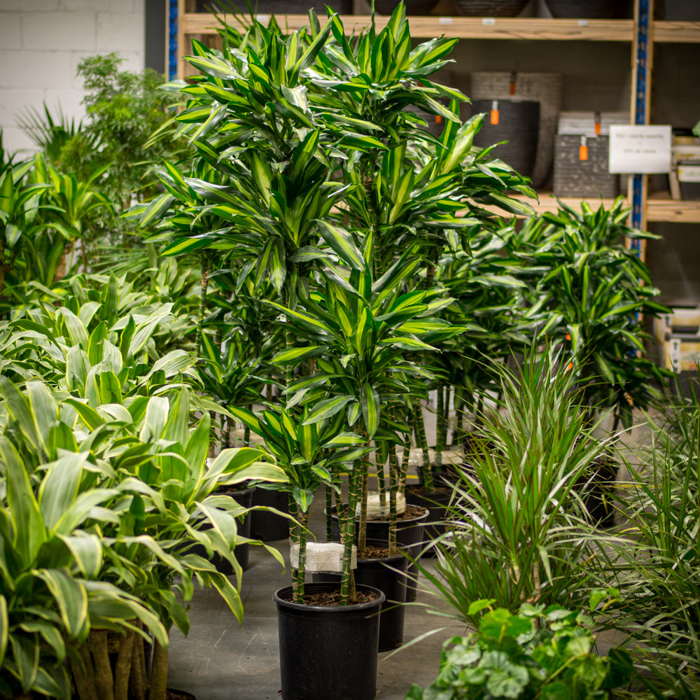 dracaena cinthos Plantes naturelles - Dracaena Cintho - cane