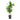 Dracaena Cintho - cane
