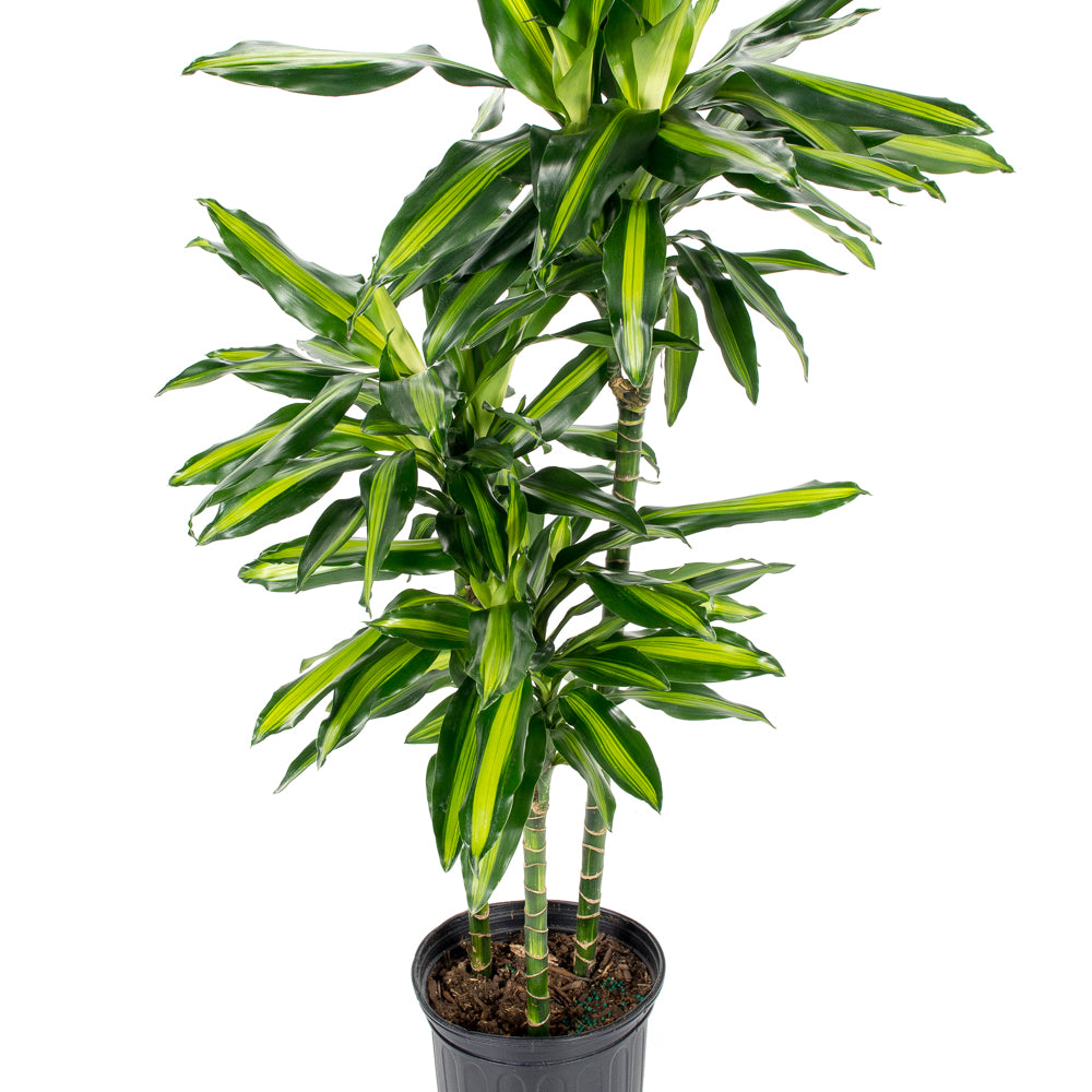 dracaena cintho height Plantes naturelles - Dracaena Cintho - cane