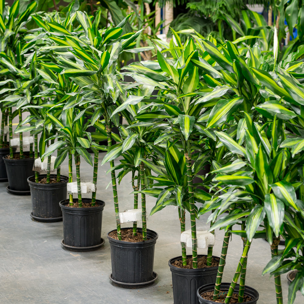 dracaena cintho indoor Plantes naturelles - Dracaena Cintho - cane