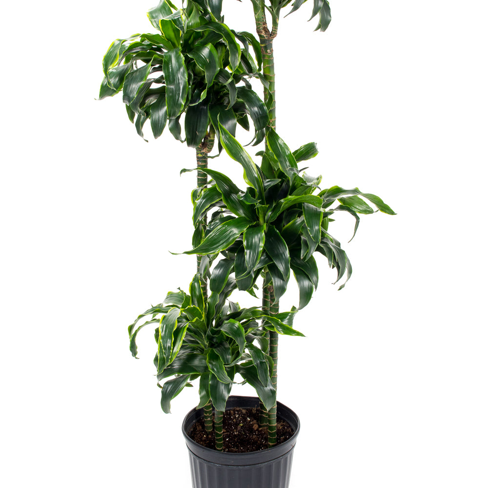 vigoro dracaena dorado Natural plants - Dracaena Dorado
