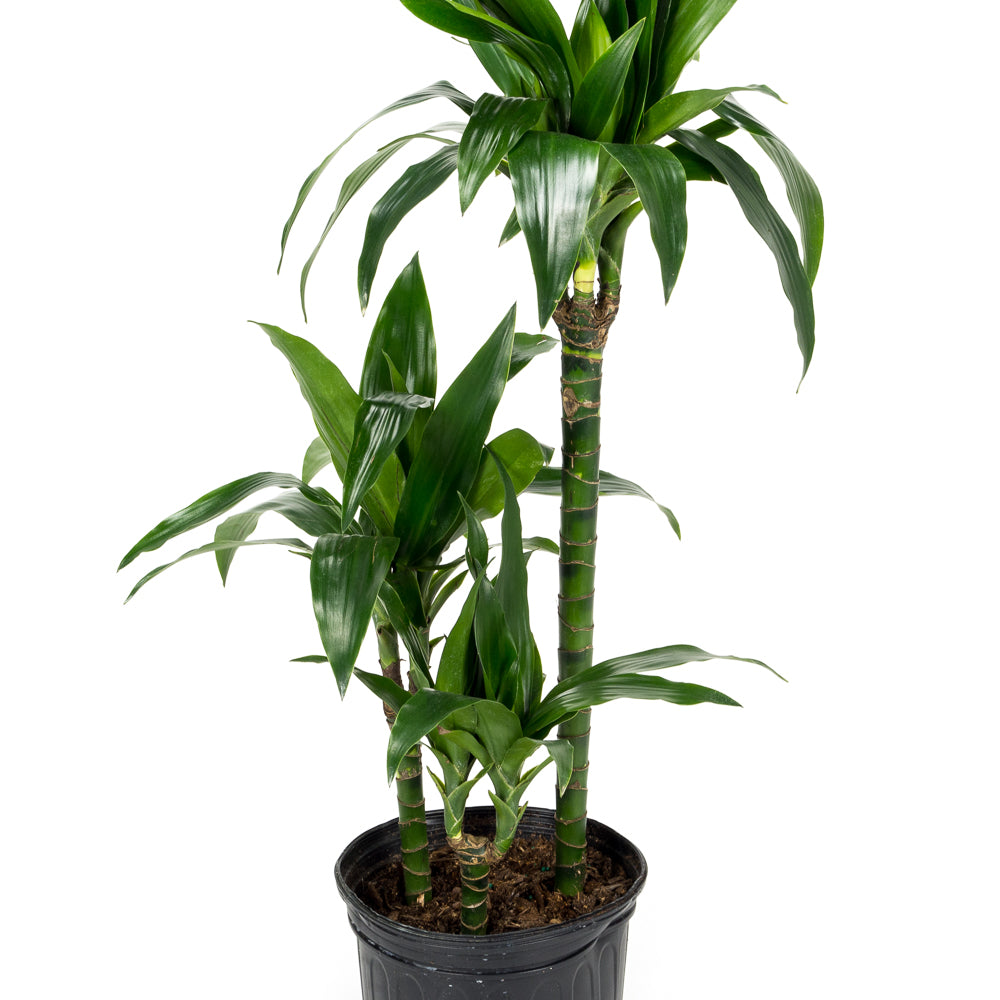 dracaena elegance Natural plants - Dracaena Elegance - cane