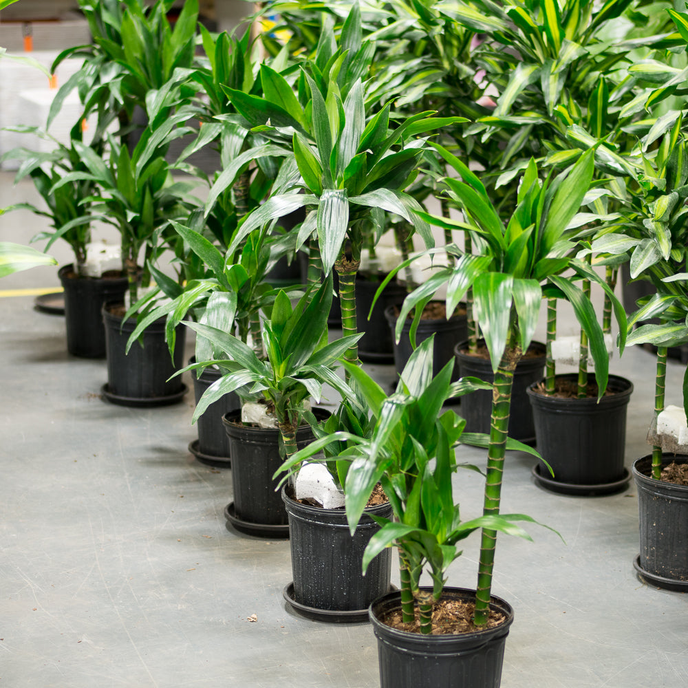 dracaena elegance cane care Natural plants - Dracaena Elegance - cane
