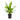 Dracaena Giganta