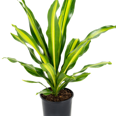 Dracaena Giganta