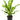 Dracaena Giganta