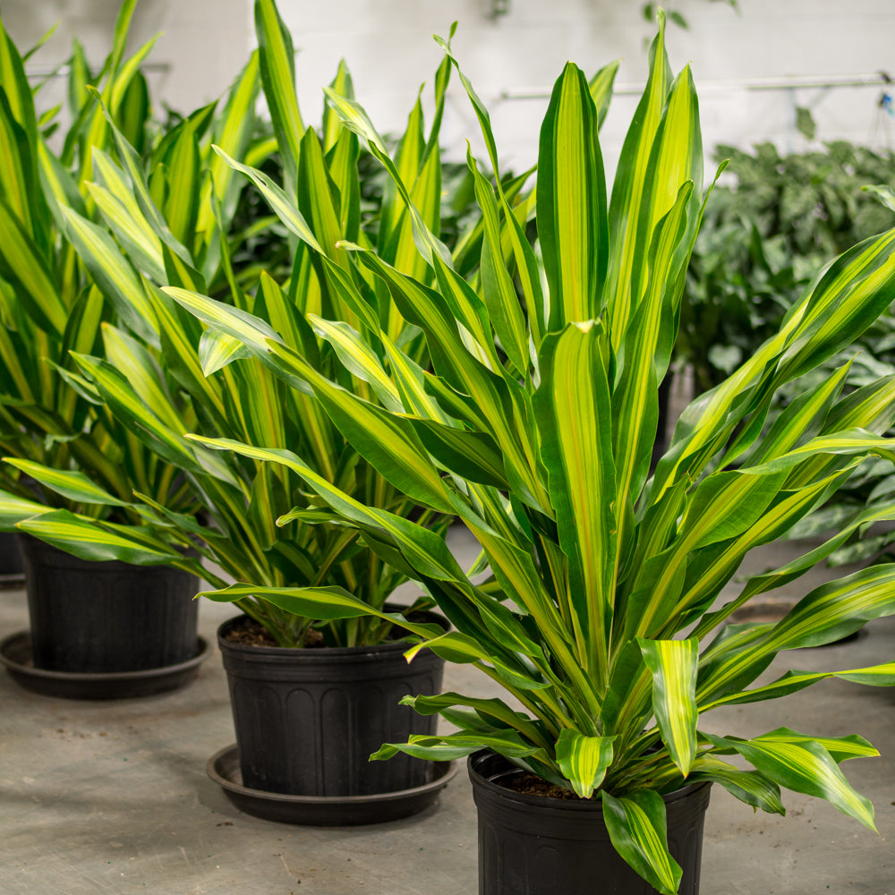 dracaena giganta care Natural plants - Dracaena Giganta