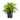 Dracaena Goldstar
