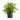 Dracaena Goldstar
