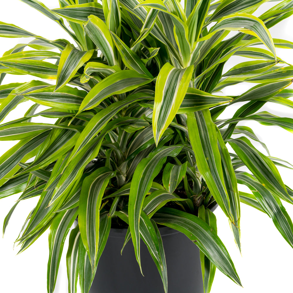 dracaena goldstar Natural plants - Dracaena Goldstar