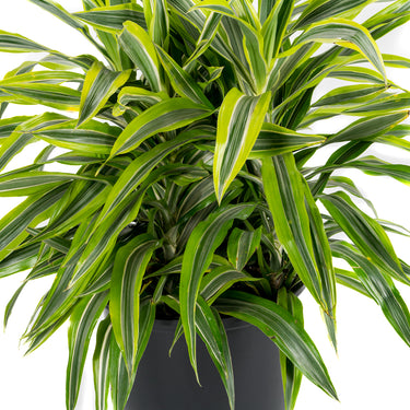 Dracaena Goldstar