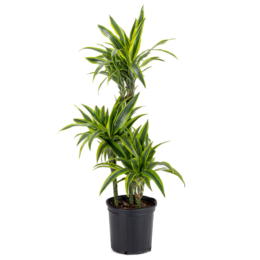golden dracaena Plantes naturelles - Dracaena Goldstar - cane