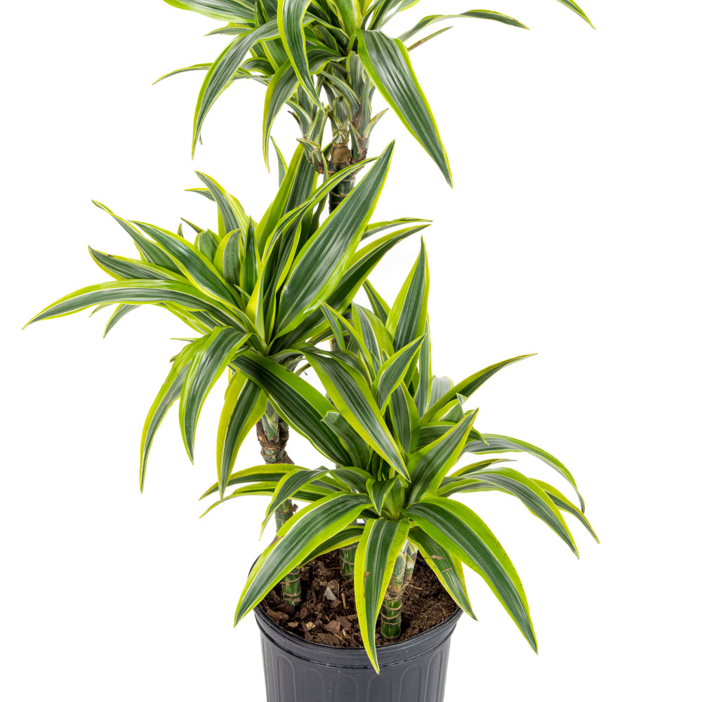 dracaena warneckii gold star Plantes naturelles - Dracaena Goldstar - cane