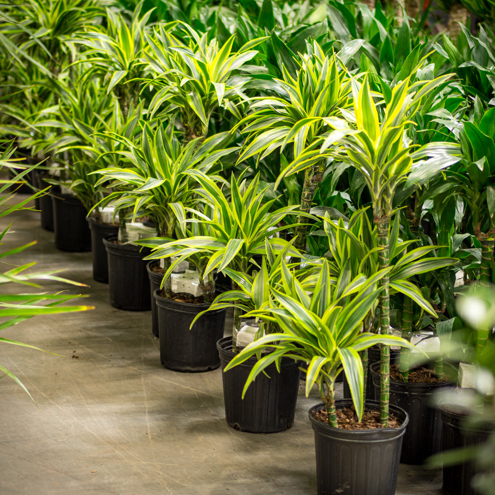 dracaena gold star cane Plantes naturelles - Dracaena Goldstar - cane