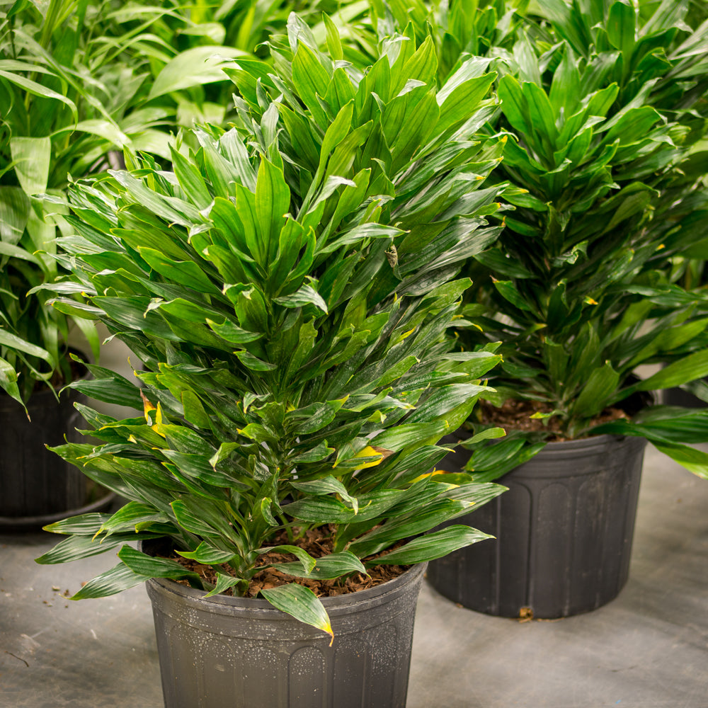 green jewel dracaena Natural plants - Dracaena Green Jewel