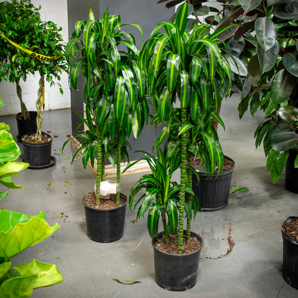dracaena deremensis 'hawaiian sunshine' Natural plants - Dracaena Hawaiian Sunshine