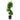 Dracaena Hawaiian Sunshine - cane