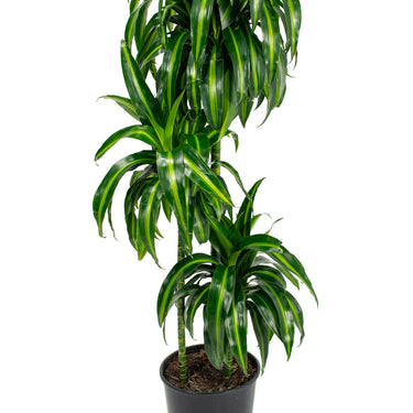 Dracaena Hawaiian Sunshine - canne