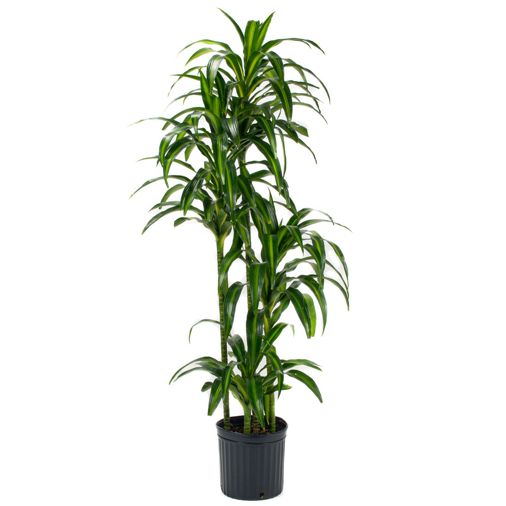 dracaena hawaiian sunshine bush Natural plants - Dracaena Hawaiian Sunshine