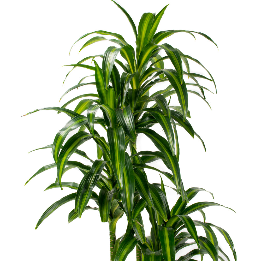 dracaena hilo girl Natural plants - Dracaena Hawaiian Sunshine