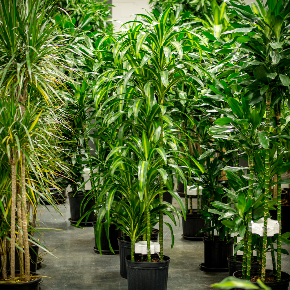 dracaena hawaiian sunshine cuidados Natural plants - Dracaena Hawaiian Sunshine