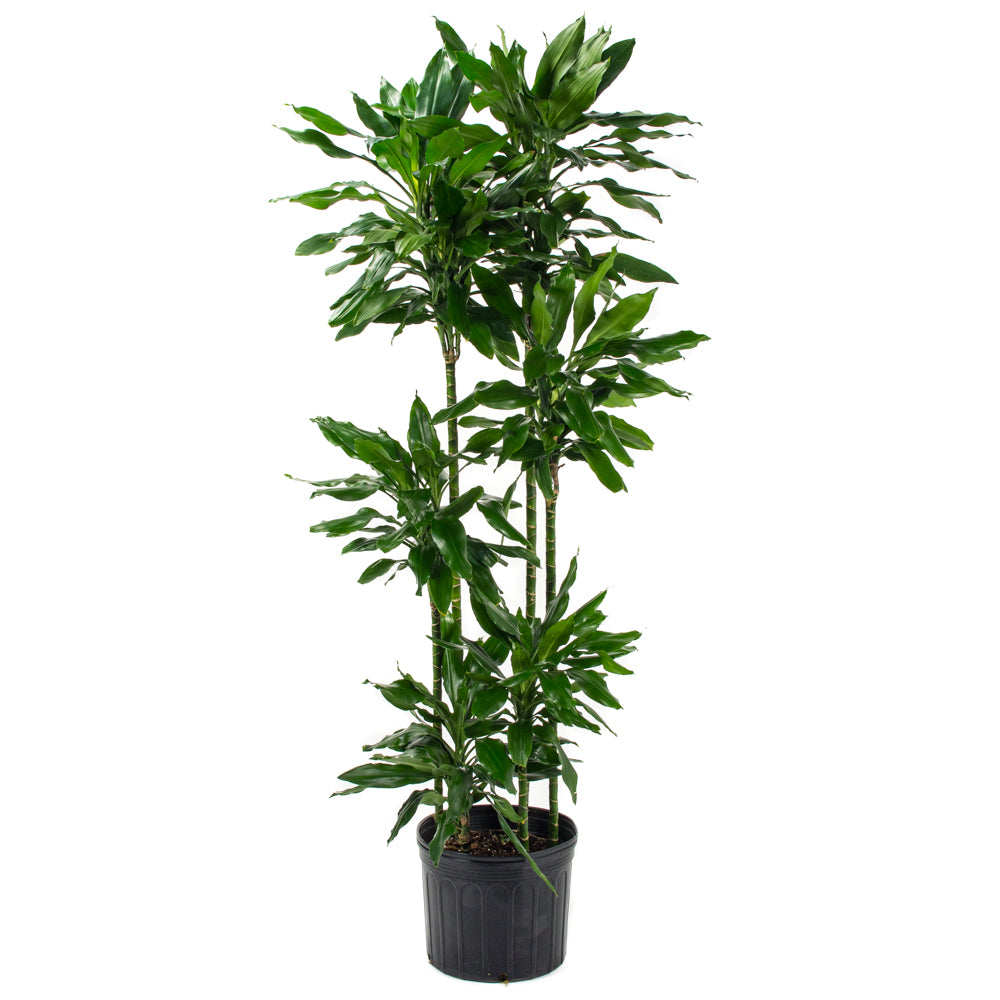dracaena janet lind Natural plants - Dracaena Janet Lind