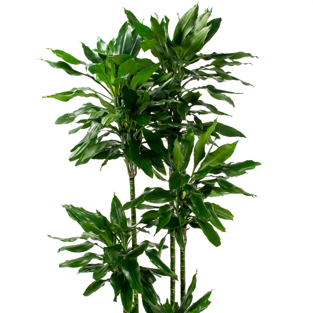 janet lind dracaena Natural plants - Dracaena Janet Lind