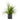 Dracaena Marginata