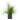 Dracaena Marginata