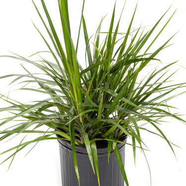 Dracaena Marginata