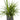 Dracaena Marginata
