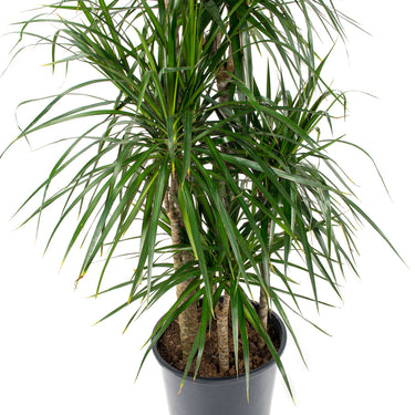 Dracaena Marginata - canne