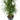 Dracaena Marginata - cane