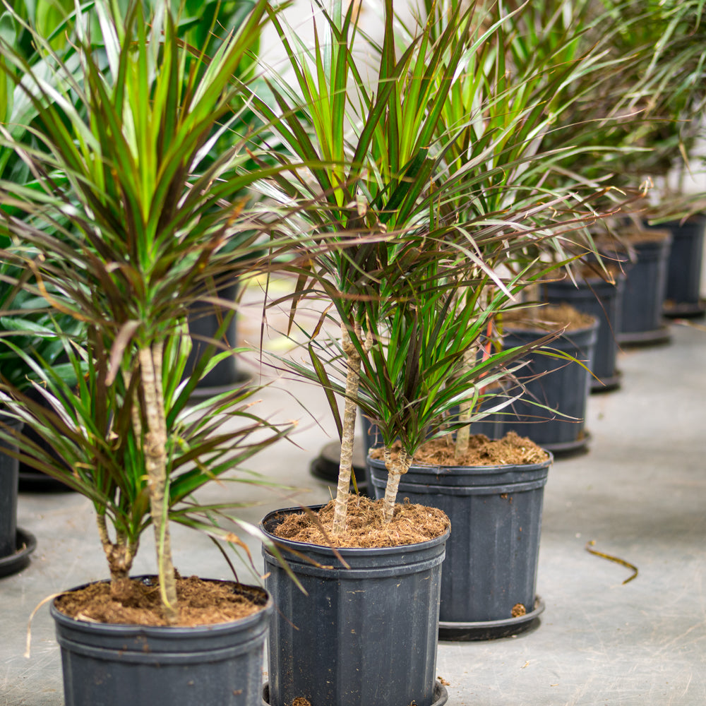 dracaena exterieur Plantes naturelles - Dracaena Marginata - cane