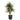 Dracaena Marginata - stump
